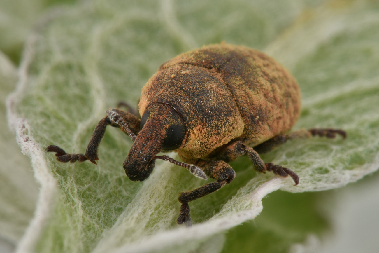 Curculionidae: Larinus (Larinomesius) obtusus